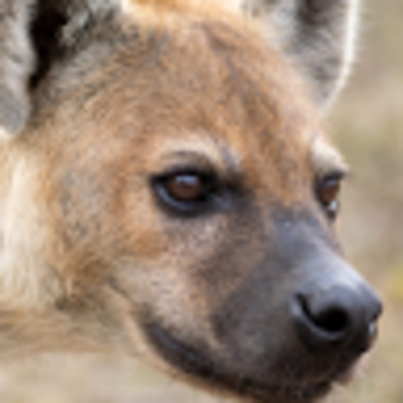 Meet your Posher, D-ray - Picture 1 of 1